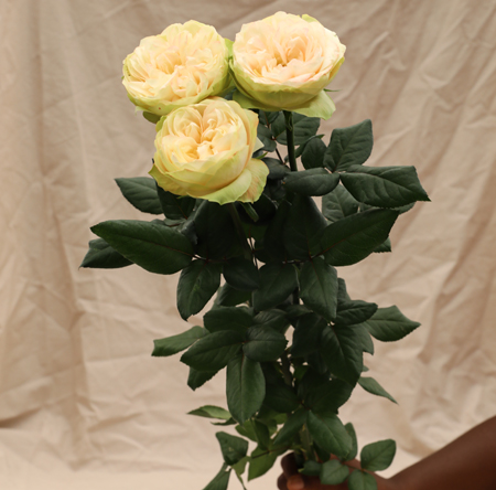 ROSE WHITE KAHALA 50